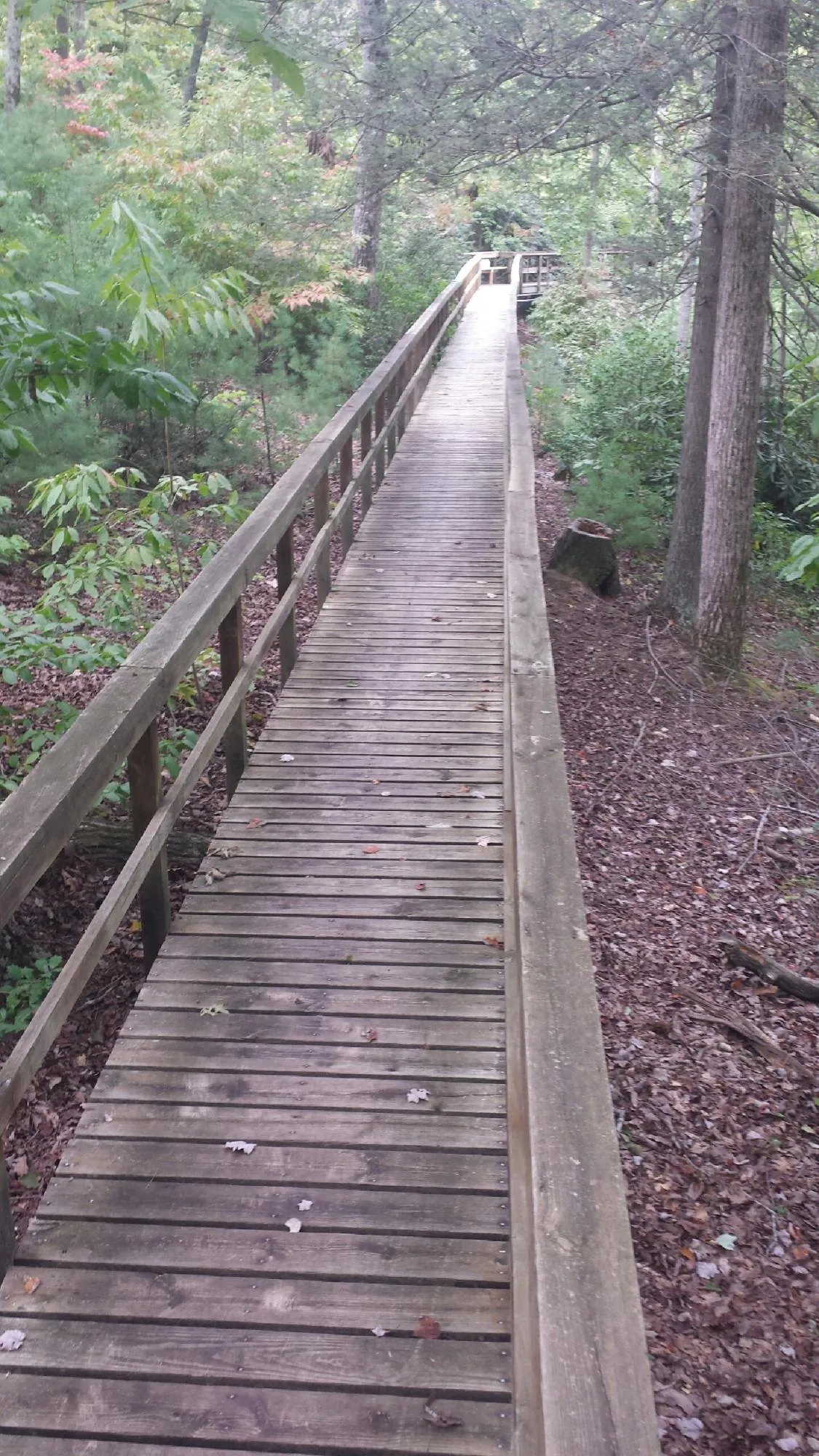 Long wood walkway with handrails built through the woods in West Suffield